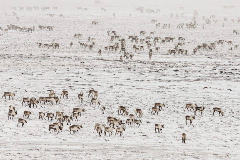 The beautifully massive Nunavut territory in Canada is home to many hearty animals including the caribou. This land belongs to the Inuit, a group indigenous to the area for thousands of years.