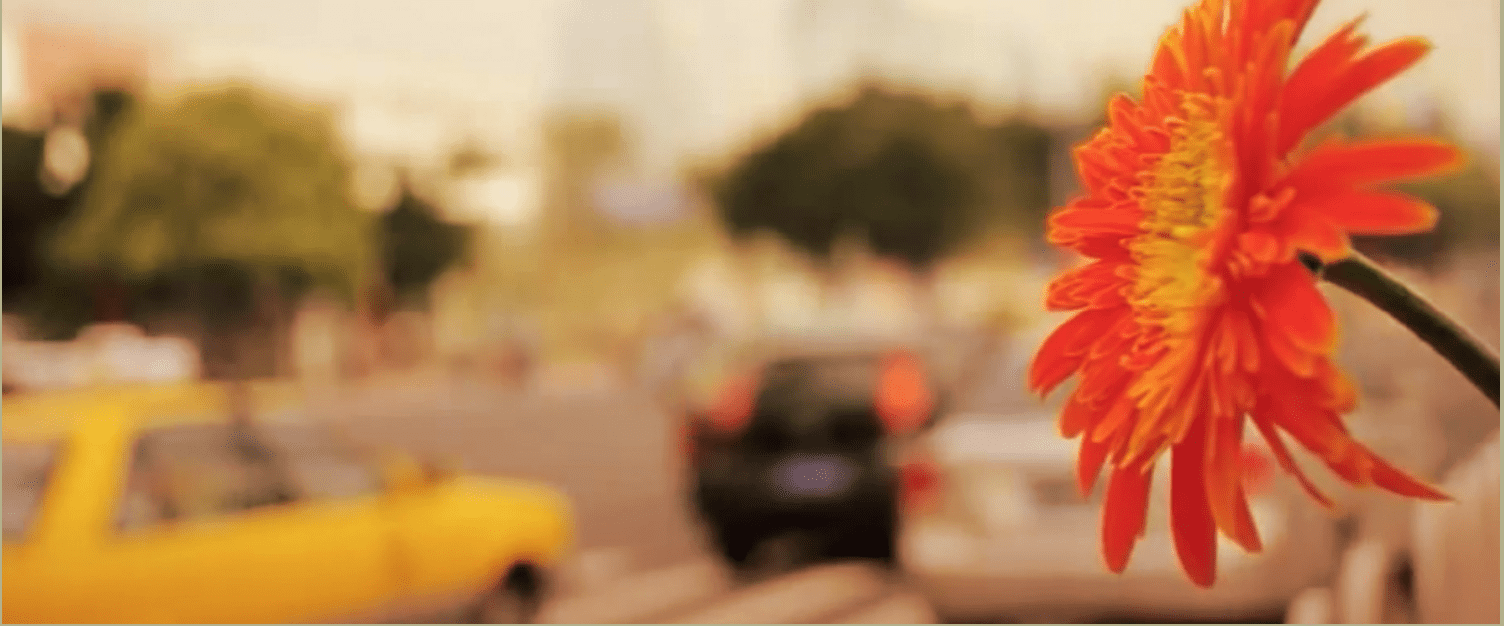 Peaceful orange flower with blurred busy traffic background